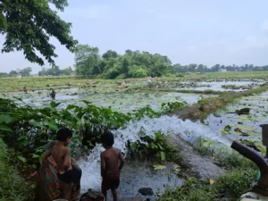 Makhana Harvesting