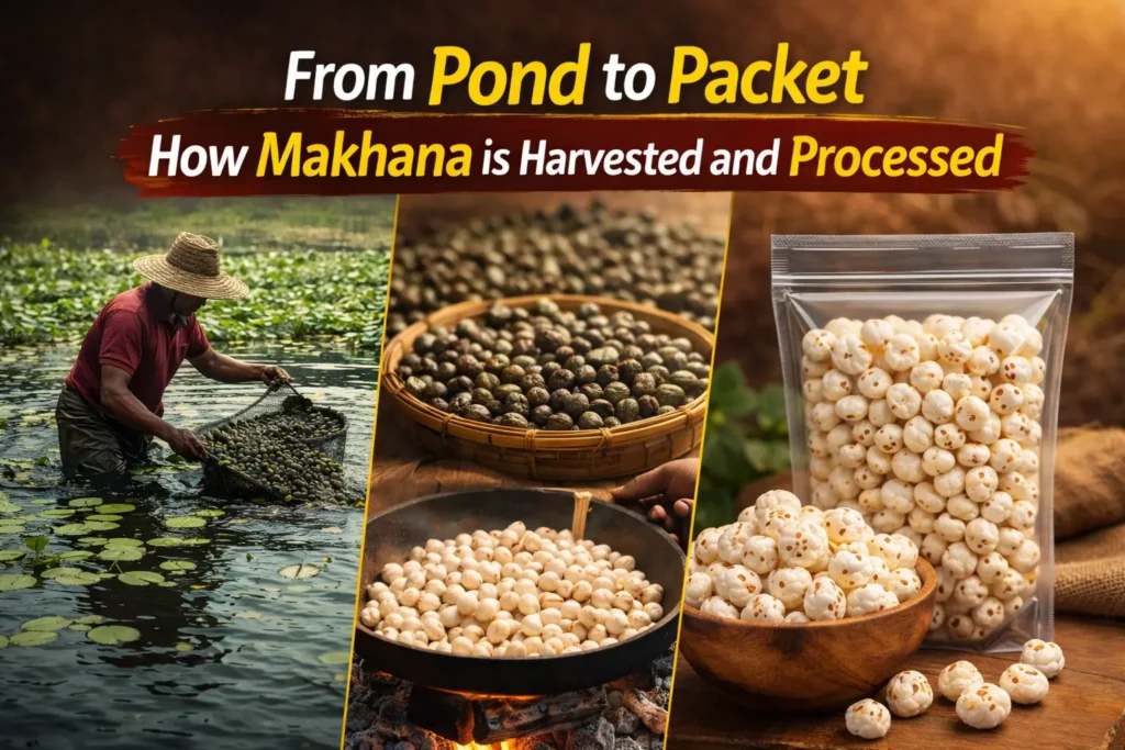From Pond to Packet: How Makhana is Harvested and Processed